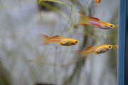 Pair of Lace Double Sword Guppies, colorful freshwater fish with flowing fins, from the JA brand.