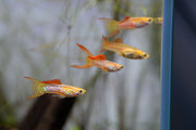 Bright lace double sword guppies, vibrant fish with flowing fins, from JA, swimming in an aquarium.