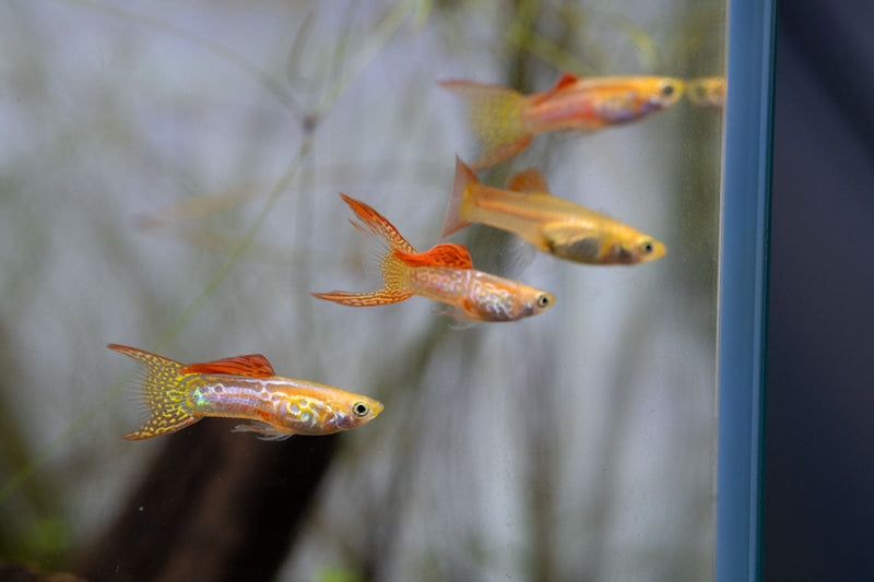 Bright lace double sword guppies, vibrant fish with flowing fins, from JA, swimming in an aquarium.