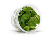 Lagenandra Keralensis Aquatic Farmer Tissue Culture Tissue Culture - Buce Plant