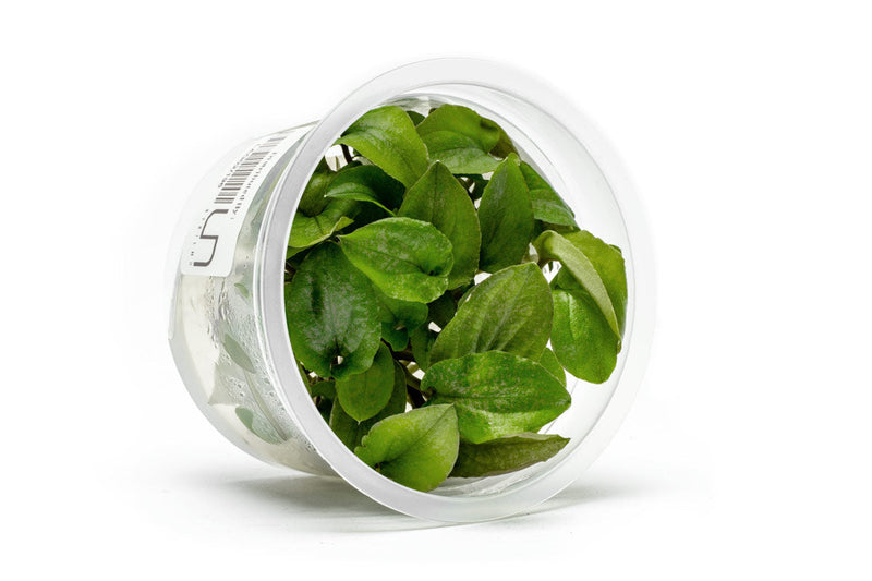 Lagenandra Keralensis Aquatic Farmer Tissue Culture Tissue Culture - Buce Plant
