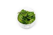 Lagenandra Keralensis Aquatic Farmer Tissue Culture Tissue Culture - Buce Plant