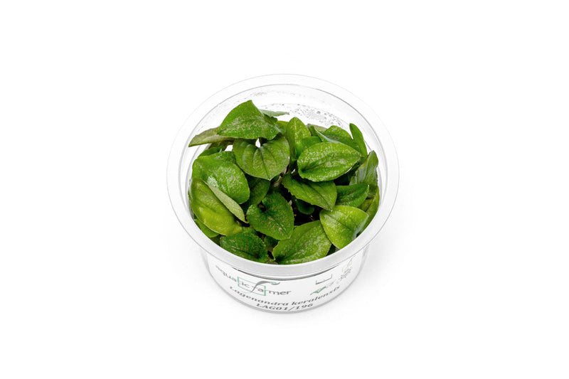 Lagenandra Keralensis Aquatic Farmer Tissue Culture Tissue Culture - Buce Plant