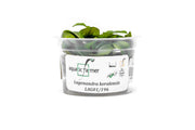 Lagenandra Keralensis Aquatic Farmer Tissue Culture Tissue Culture - Buce Plant