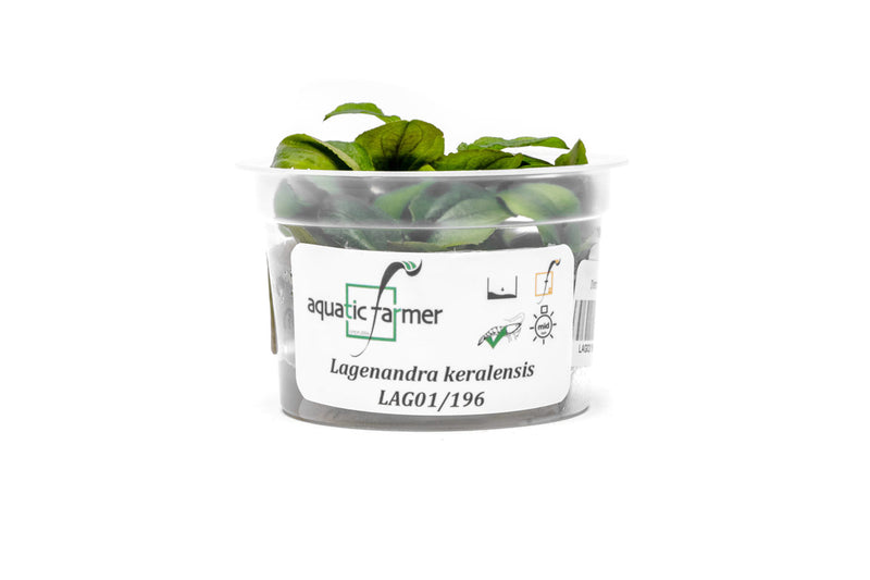 Lagenandra Keralensis Aquatic Farmer Tissue Culture Tissue Culture - Buce Plant