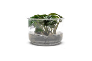 Lagenandra Keralensis UNS Tissue Culture Tissue Culture - Buce Plant