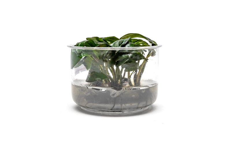 Lagenandra Keralensis UNS Tissue Culture Tissue Culture - Buce Plant
