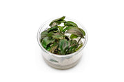 Lagenandra Keralensis UNS Tissue Culture Tissue Culture - Buce Plant