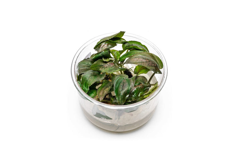 Lagenandra Keralensis UNS Tissue Culture Tissue Culture - Buce Plant