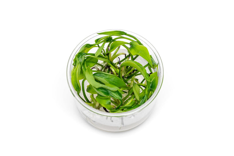 Lagenandra Meeboldii Green UNS Tissue Culture Tissue Culture - Buce Plant