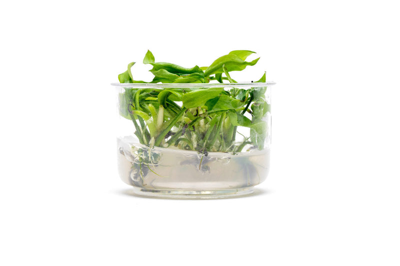 Lagenandra Meeboldii Green UNS Tissue Culture Tissue Culture - Buce Plant