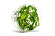 Lagenandra Meeboldii Green UNS Tissue Culture Tissue Culture - Buce Plant