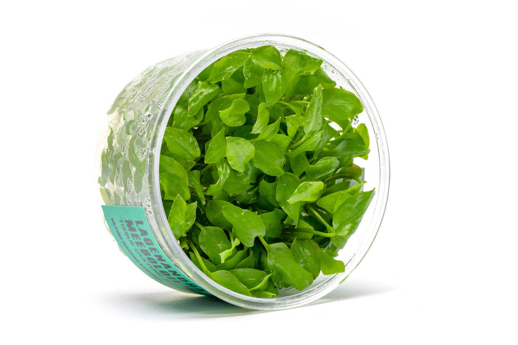 Lagenandra Meeboldii 'Red' UNS Tissue Culture