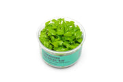 Lagenandra Meeboldii 'Red' UNS Tissue Culture Tissue Culture - Buce Plant