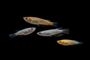 Colorful Lame Tricolor Medaka rice fish swimming in a clear aquarium, showcasing vibrant orange, white, and black markings.