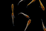 Colorful Lame Tricolor Medaka Rice Fish swimming in an aquarium, showcasing vibrant orange, white, and black patterns.