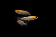 Colorful Lame Tricolor Medaka rice fish swimming in a clear aquarium, showcasing vibrant orange, black, and white fins.
