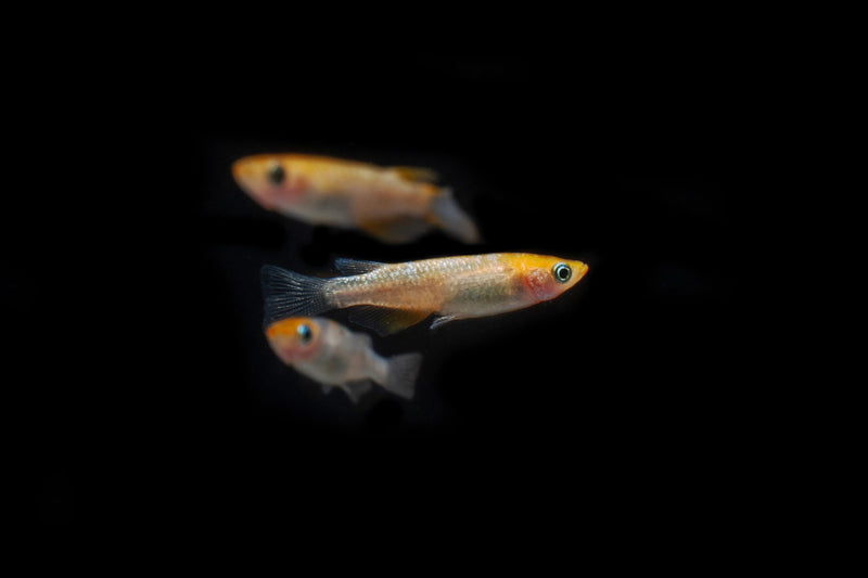 Colorful Lame Tricolor Medaka rice fish swimming in a clear aquarium, showcasing vibrant orange, black, and white fins.