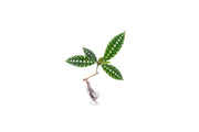Leea Zippeliana Sp. Papua terrarium plant in a small container, showcasing vibrant green leaves and delicate foliage.