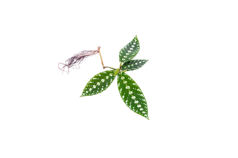 Leea Zippeliana Sp. Papua terrarium plant from BUCE, showcasing lush green leaves in a close-up view.