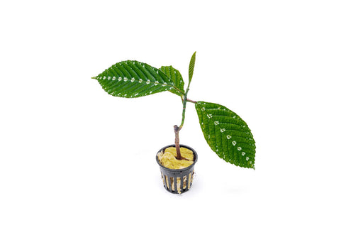 papua plant indoor Leea Zippeliana Sp. Papua — Buce Plant