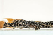 JA Leopard Cactus Pleco fish with distinctive spotted pattern, suitable for freshwater aquariums, close-up view of the fish.