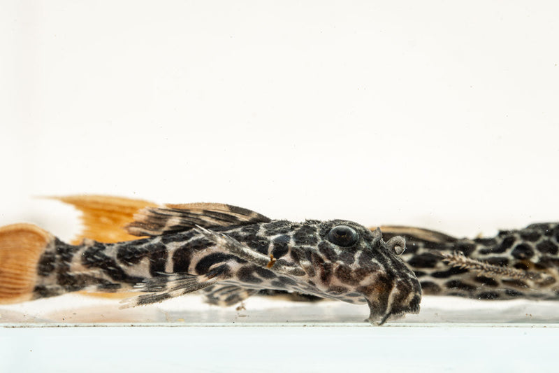 JA Leopard Cactus Pleco fish with distinctive spotted pattern, suitable for freshwater aquariums, close-up view of the fish.