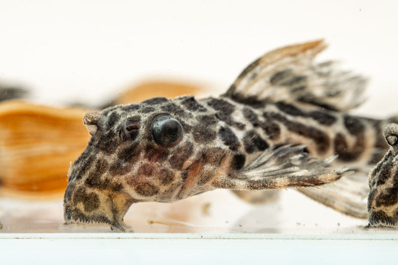JA Leopard Cactus Pleco fish with distinctive leopard-like markings, suitable for freshwater aquariums.