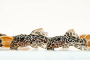 JA Leopard Cactus Pleco fish with distinctive leopard-like spots, ideal for freshwater aquariums.