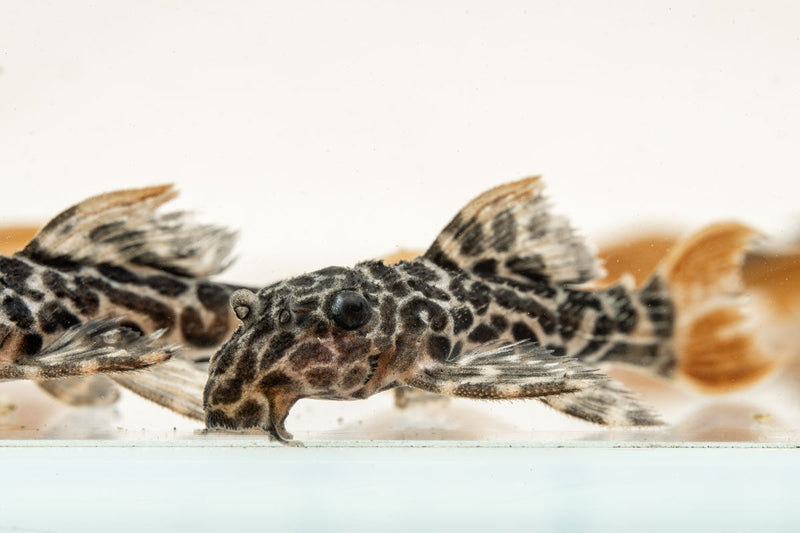 JA Leopard Cactus Pleco fish swimming in an aquarium, showcasing its distinctive leopard-like spotted pattern and sleek body.