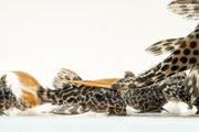 JA Leopard Cactus Pleco fish with distinctive spotted pattern, ideal for freshwater aquariums.