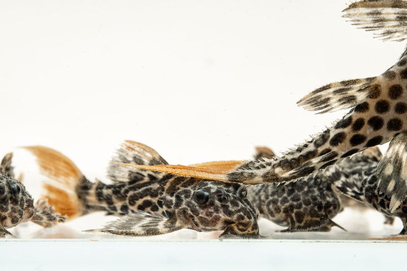 JA Leopard Cactus Pleco fish with distinctive spotted pattern, ideal for freshwater aquariums.
