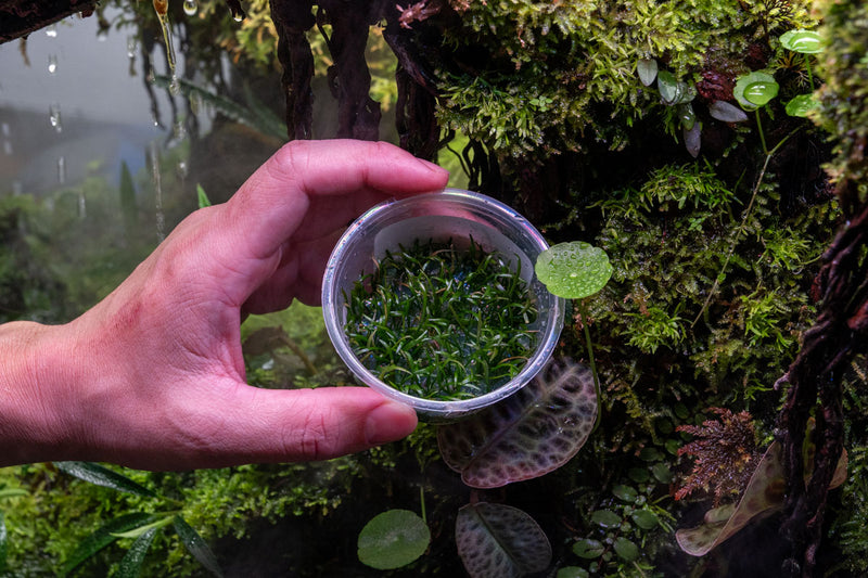 Lilaeopsis Brasilensis Aquatic Farmer Tissue Culture Aquatic Plant - Buce Plant