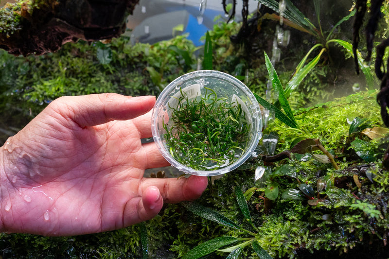 Lilaeopsis Mauritiana Aquatic Farmer Tissue Culture Aquatic Plant - Buce Plant