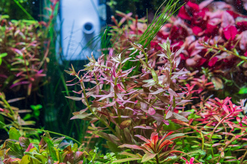 Healthy Limnophila Aromatica aquatic plant from ACW with lush green stems and delicate leaves suitable for freshwater aquariums.