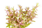 Healthy Limnophila Aromatica aquatic plant from ACW, with lush green stems and delicate leaves, ideal for freshwater aquariums.