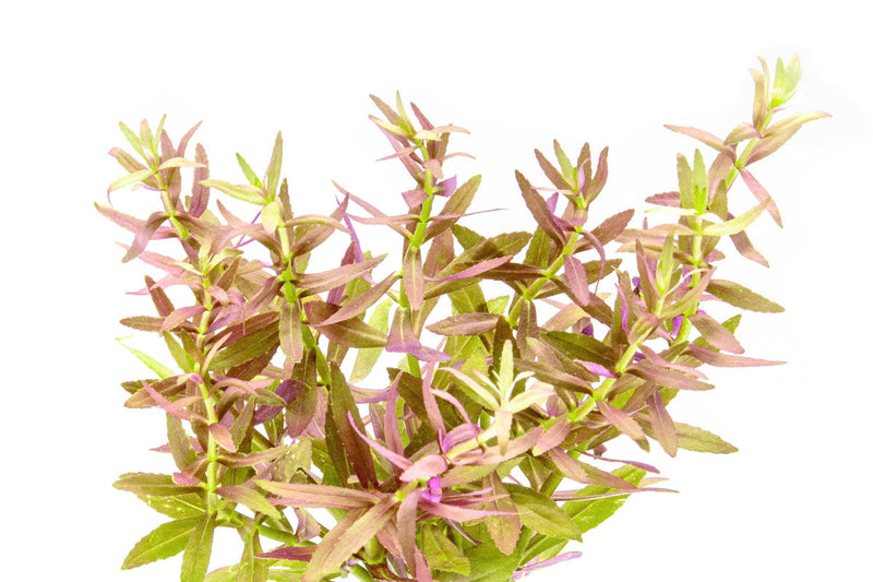 Healthy Limnophila Aromatica aquatic plant from ACW, with lush green stems and delicate leaves, ideal for freshwater aquariums.