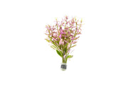 Healthy Limnophila Aromatica aquatic plant from ACW with lush green stems and delicate leaves for freshwater aquariums.