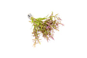 Healthy Limnophila Aromatica aquatic plant from ACW with lush green stems and delicate leaves suitable for freshwater aquariums.