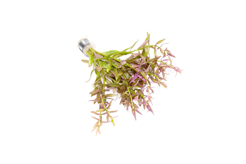 Healthy Limnophila Aromatica aquatic plant from ACW with lush green stems and delicate leaves suitable for freshwater aquariums.