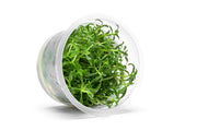 Limnophila Aromatica Aquatic Farmer Tissue Culture Tissue Culture - Buce Plant