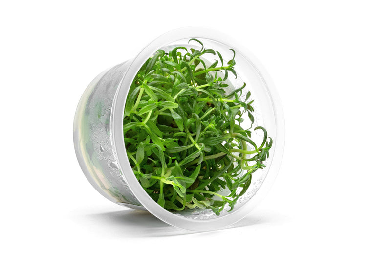 Limnophila Aromatica Aquatic Farmer Tissue Culture Tissue Culture - Buce Plant