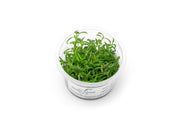 Limnophila Aromatica Aquatic Farmer Tissue Culture Tissue Culture - Buce Plant