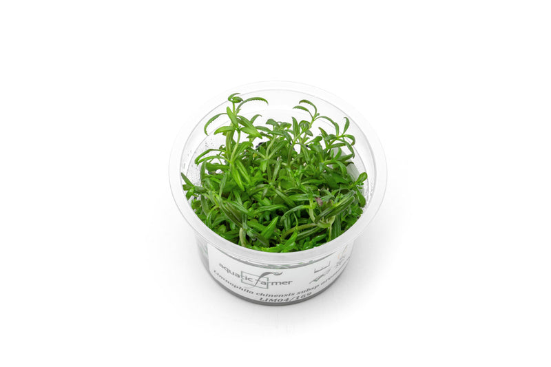 Limnophila Aromatica Aquatic Farmer Tissue Culture Tissue Culture - Buce Plant