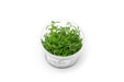 Limnophila aromatica aquatic plant tissue culture by Aquatic Farmer, showing healthy rooted aquatic plant sample.