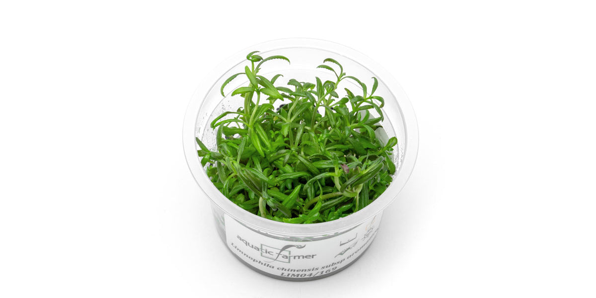 Limnophila Aromatica Aquatic Farmer Tissue Culture - Buce Plant