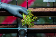 Limnophila Aromatica Mini Aquatic Plant - Buce Plant