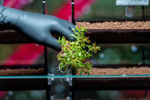 Healthy Limnophila Aromatica Mini aquatic plant from IS, with slender green stems and small leaves suitable for freshwater aquariums.