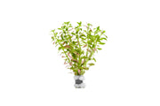 Limnophila Aromatica Mini Aquatic Plant - Buce Plant