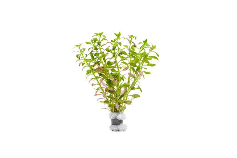 Limnophila Aromatica Mini Aquatic Plant - Buce Plant